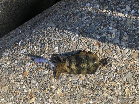 エギングと穴釣り