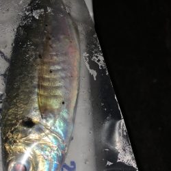 アジンガー多し