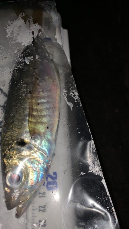 アジンガー多し