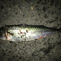 今シーズン初の大サバ！