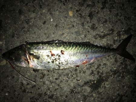 今シーズン初の大サバ！