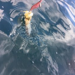 ボートエギング