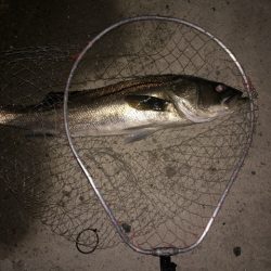 人生初のランカー獲ったどー！