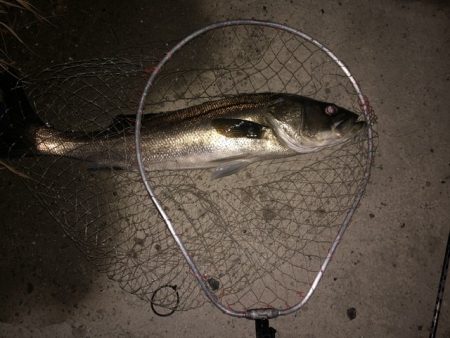 人生初のランカー獲ったどー！