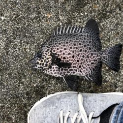 久々のフカセ釣り〜