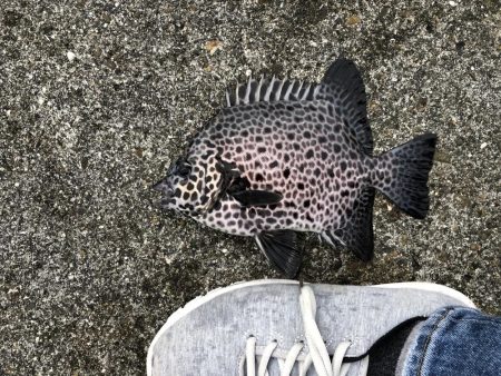 久々のフカセ釣り〜