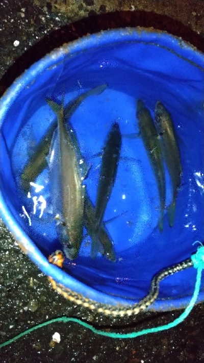 仕事帰りの部活動