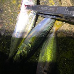 雨　入れ食いだけど底で甘噛みが多い