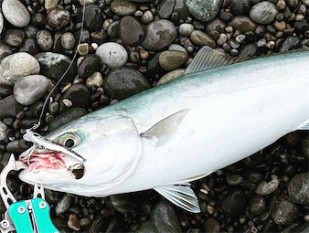 ショアジギ遠征