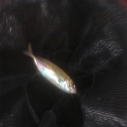 アジング、メバリング