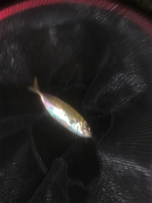 アジング、メバリング