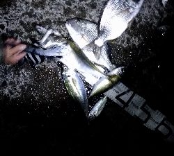 11/29釣果尺アジヘダイアオリイカ