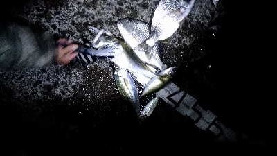 11/29釣果尺アジヘダイアオリイカ