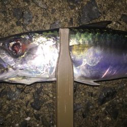 今年初サゴシ。