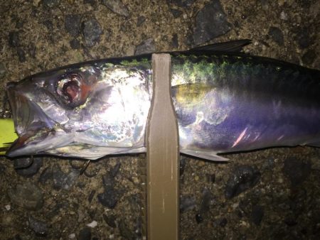 今年初サゴシ。