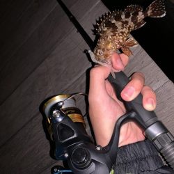 ライトゲーム！フォールで連発！