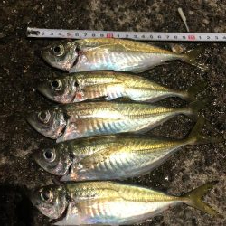 アジが多くなってます!