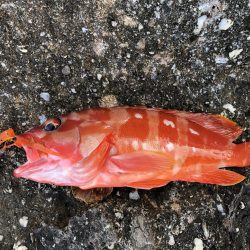 ショアジギング エギング