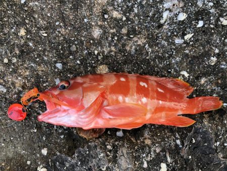 ショアジギング　エギング