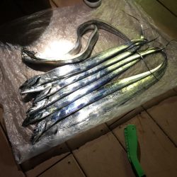 洲本港でタチウオ釣り