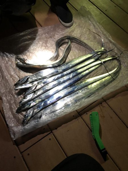 洲本港でタチウオ釣り