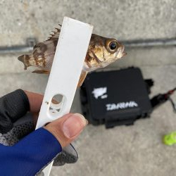 倉橋でアジング