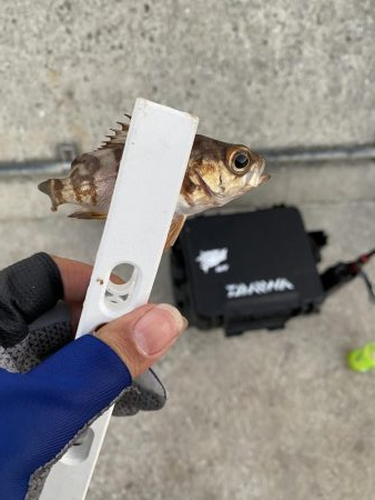 倉橋でアジング