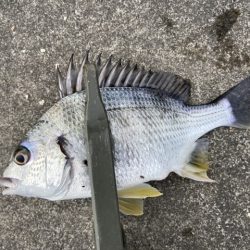 マイクロテンヤ五目