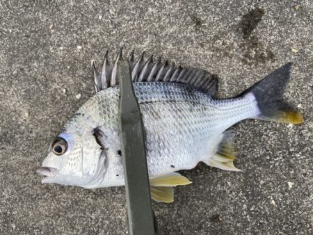 マイクロテンヤ五目