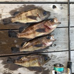 早起きメバリング