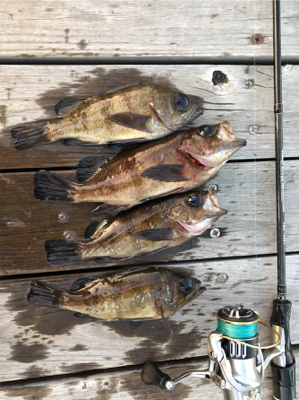 早起きメバリング