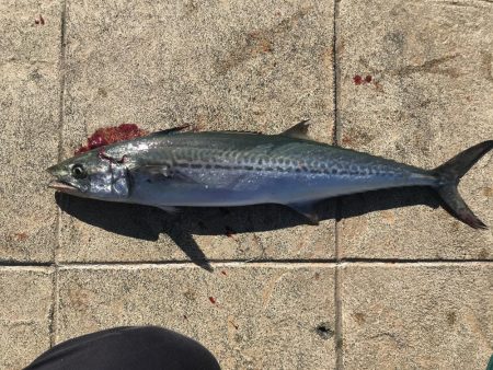 親海公園サゴシ