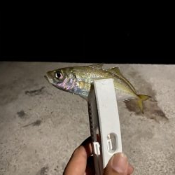 アジの釣果情報を元に瀬戸内海にて