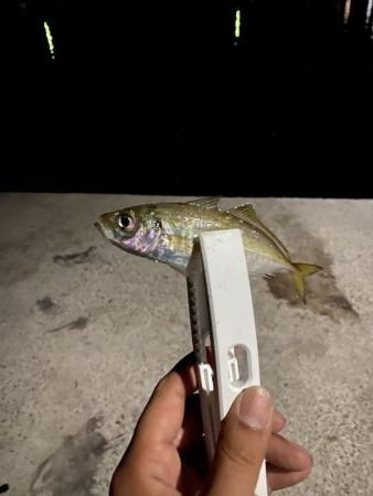 アジの釣果情報を元に瀬戸内海にて