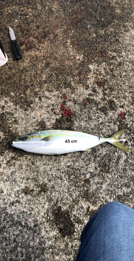 岸和田一文字でハマチ45cm