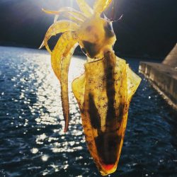 15打数8安打！！