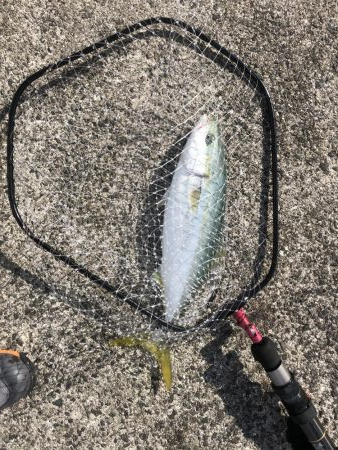 水温低い激シブ〜