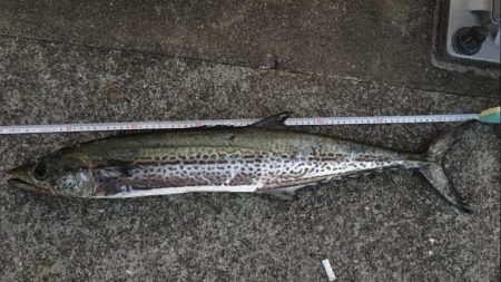 サゴシもアナゴも一回り成長！