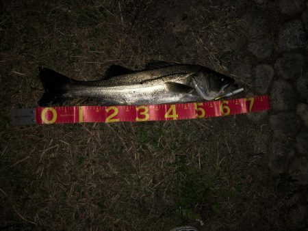 明石川でシーバス