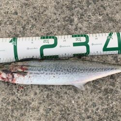 サゴシが食べたくて