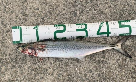 サゴシが食べたくて