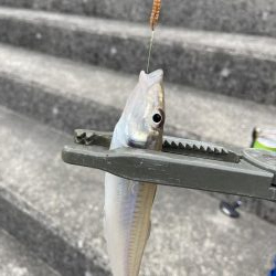 デイライトゲーム