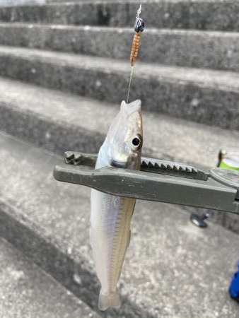 デイライトゲーム