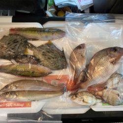 3週連続、深日港へカレイ釣り