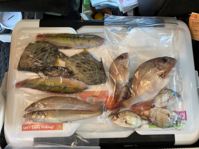 3週連続、深日港へカレイ釣り