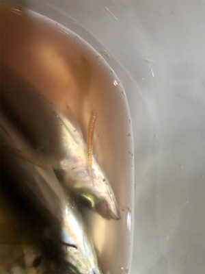 ひとりアジング