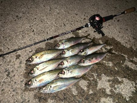 淡路島にアジを求めて