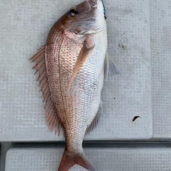 ライトジギング釣行