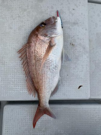 ライトジギング釣行