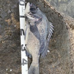 イチノ兄弟、釣果！